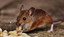24 Hour & Emergency Exterminators in Centereach, NY